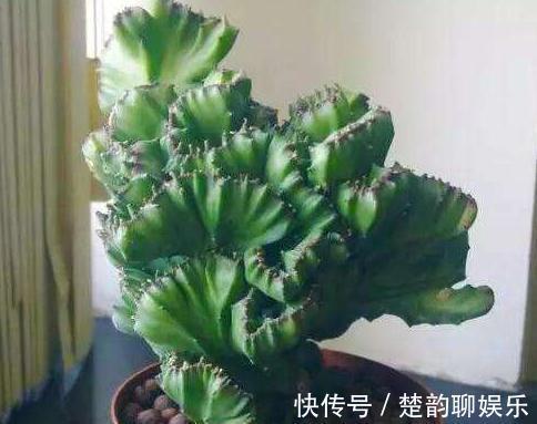 条件再差,这“3盆花”也要养一盆,镇宅又养人,除湿气、去异味