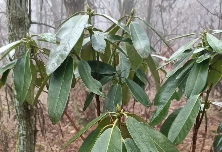 十分罕见，这种珍稀中草药在磐安大面积分布！