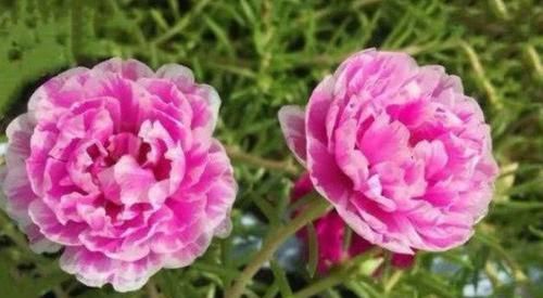  漂亮|4种花人见人爱，插枝就能活，全年开花，漂亮又喜庆，室内也能养