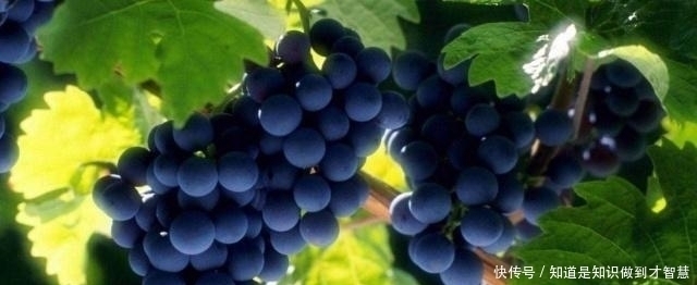 核桃|孕妈多吃这四种食物,对胎儿的大脑发育有帮助,还能滋补身体