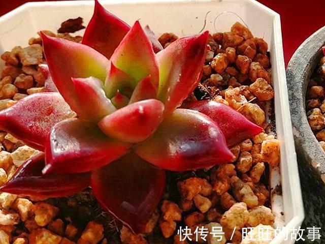 欧娜|十种多肉不但生命力顽强,还从没变丑过,让人怎能不爱