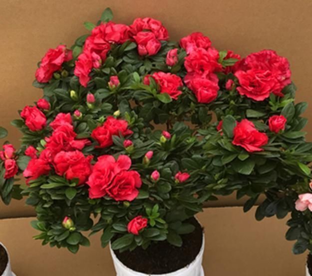 家庭|喜欢养护花卉,就养花色艳丽,开花爆盆的花卉,家庭美满!