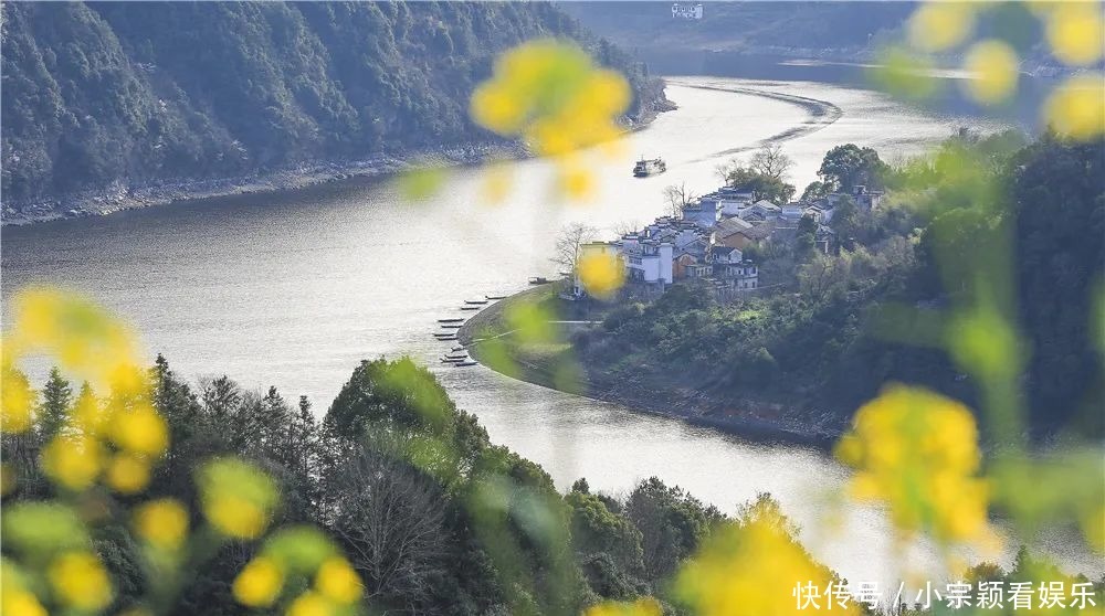 新安江畔，油菜花即将迎来最佳观赏期！