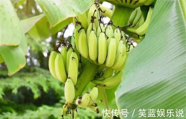 杨桃|最伤身的“水果”公布,请停止食用,有些人却当成宝,爱不择口!