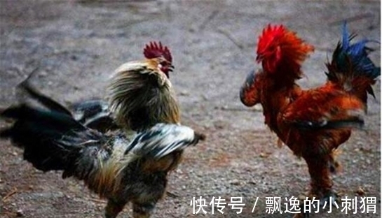 文学奖$老农仿《咏鹅》写下《咏鸡》,全诗仅18字,却斩获国家级文学奖