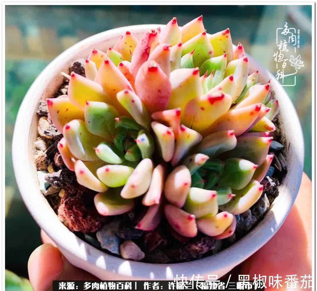 尖尖|养多肉两年,美丽与赏心悦目并存!