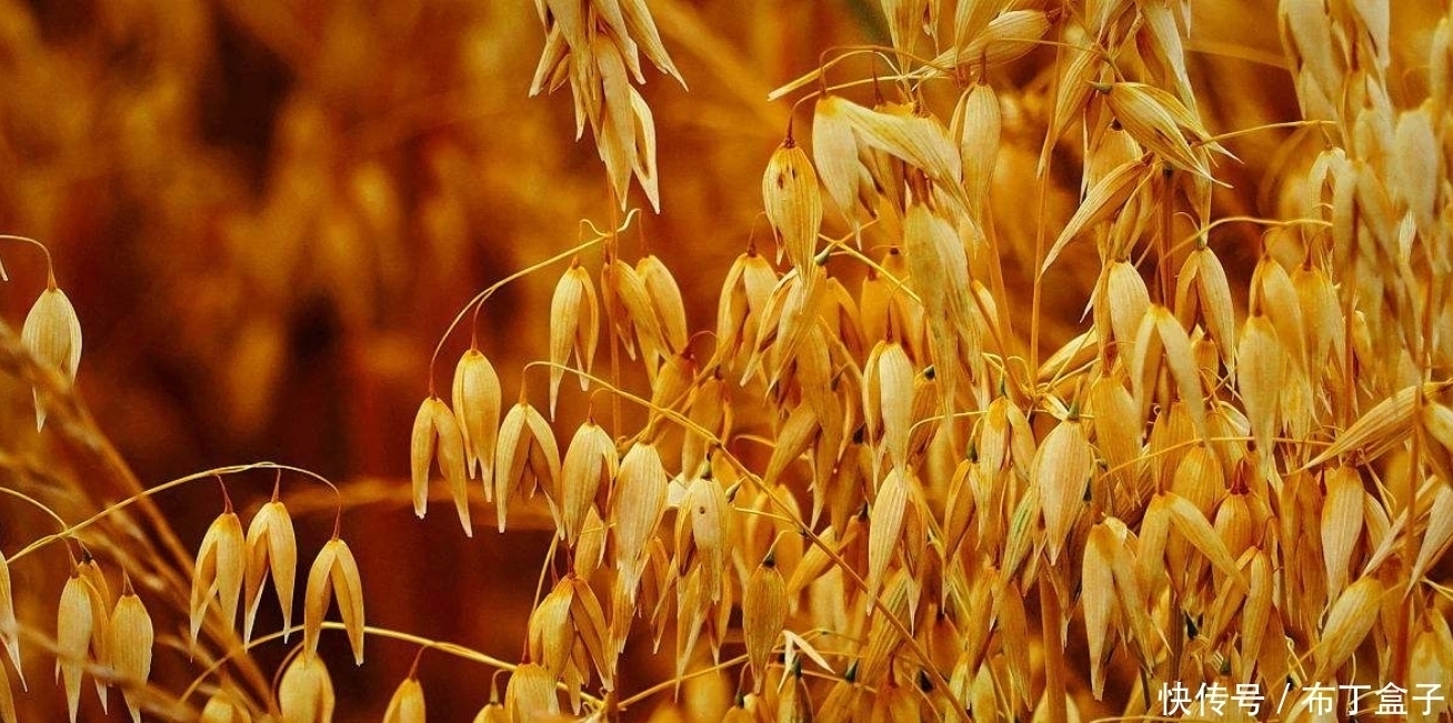 立秋后,把早餐换成它,便秘没了,三高降了,男女都可以试试