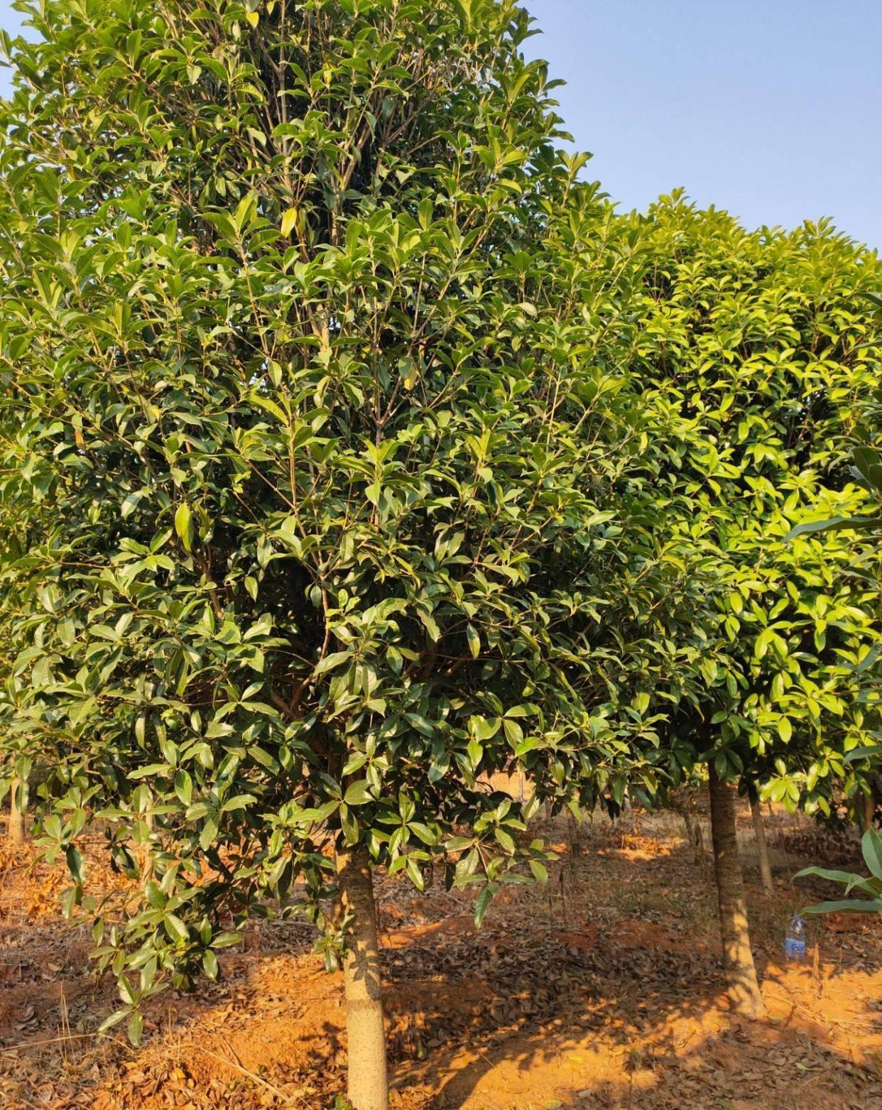 院子种什么花?这3个品种,不要错过,优点多