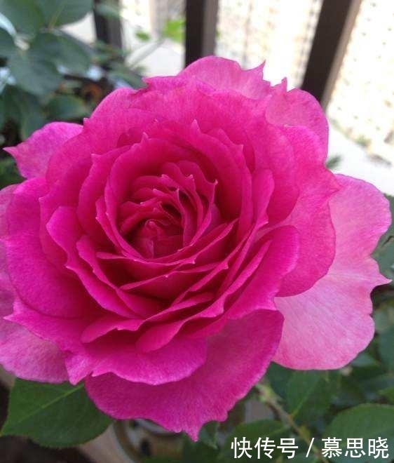 花香|这种花比香水还香，花香浓郁，花大色艳，抗病又好，是盆栽佳品