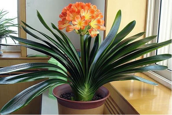 养“君子兰”记住4点,叶片整齐、不夹箭,一次开出几十朵花,美