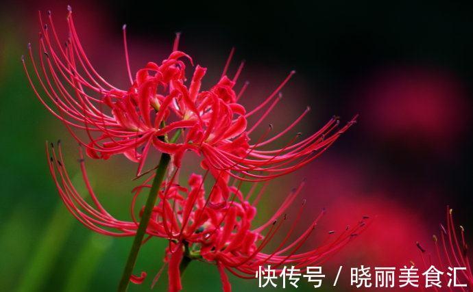 彼岸花|8种花都有“烂名字”，大多人不敢养，被名字耽误了一生的花