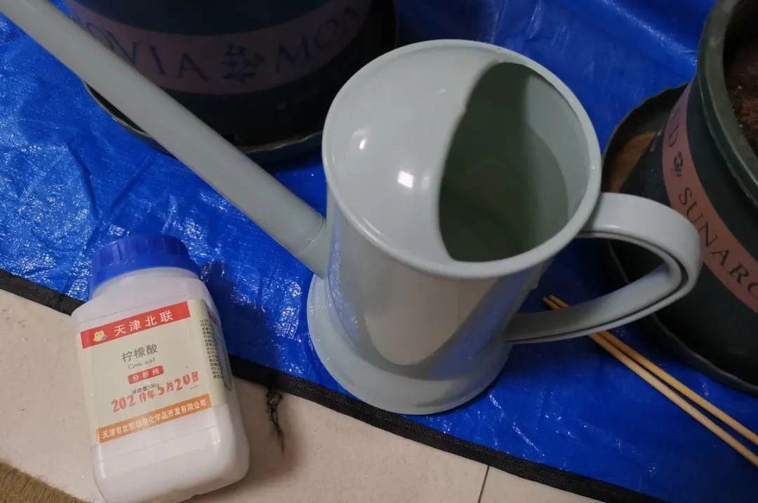 土壤|花盆里长出“白碱”不是好事,对花草危害大,学会这5个处理方法