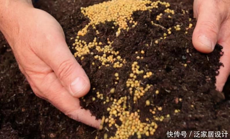 养花|家庭养花：制肥、施肥该掌握哪些小技巧？