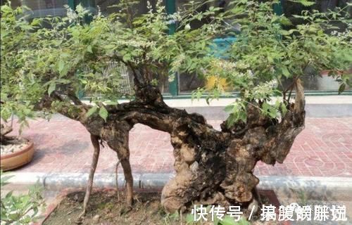 盆景|农村大爷不养花,用山上黄荆做成盆景,更具观赏性