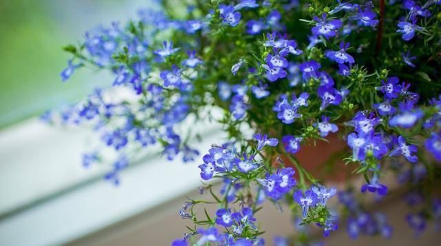 花期|3种“懒人”花,开花漂亮花期长,不用多管,家里养出一个小花园