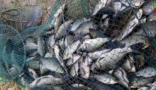 细分状|天冷了,饵料这样搭配鲫鱼最喜欢,别不信,不怕大鲫鱼不上钩!