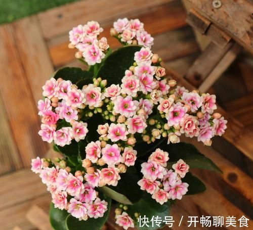 长寿花开花越来越少？2个方法催催它，蹭蹭冒出满枝花！