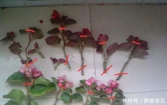 7前,这3种花最适合扦插,“养不死”易爆盆,叶绿花还多