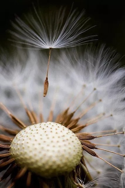 稀世|千年难见的稀世奇花开花了，真的太美了！