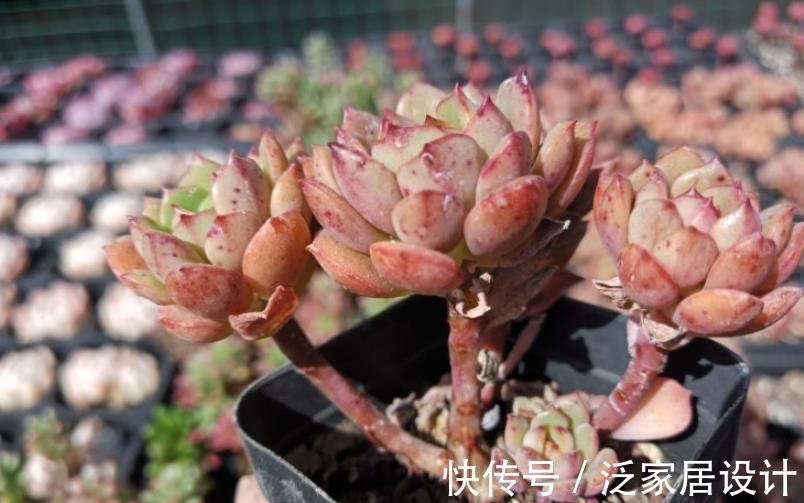 能手|4种漂亮多肉植物，号称“爆头小能手”，养一年长成群生手捧花