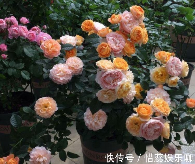 牡丹花|“4种花”养家里，花色艳丽，花瓣层层叠叠，人人都喜欢