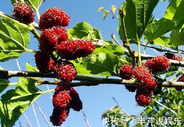 剧毒|路边野果不要摘!这种长得像桑葚的果子有剧毒,已经有好几人中招