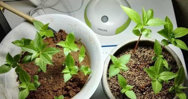 施肥|养花时，盆里挖个洞，埋上3粒“它”,什么肥都好使