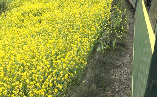 微风不燥春色撩人，四川春天最美的地方，你知道在哪儿吗？