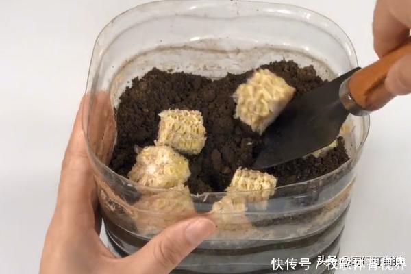 妙用|玉米芯是个“宝”,放在卫生间,解决了男人女人的大烦恼,快学学