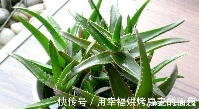 净化|此7种健康花,养家里空气清新病菌少,看看你家有吗