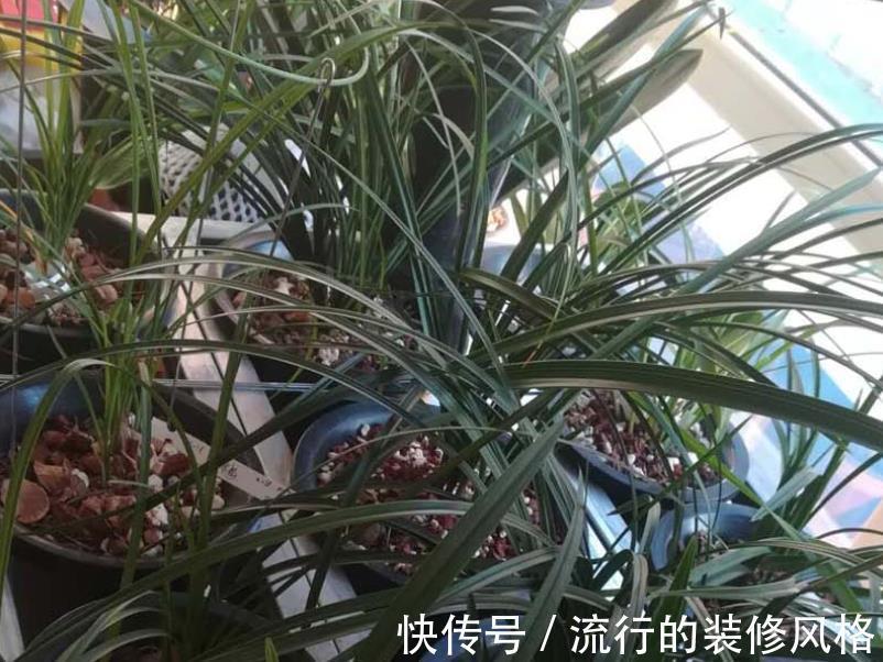 黄叶|秋冬室内盆栽兰花,暖气一开叶子就干尖泛黄,该怎么预防挽救?