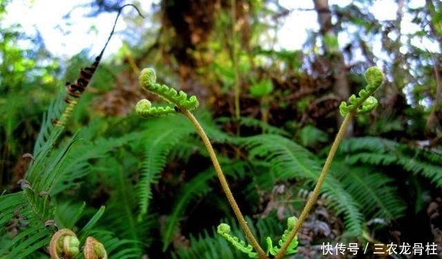 此植物叫芒萁,以前是烧火的好材料,现在被遗忘,越来越少见了