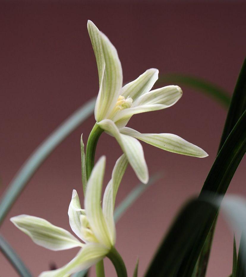 浇灌|兰花要想美,用对此几种水,结果出乎你的意料