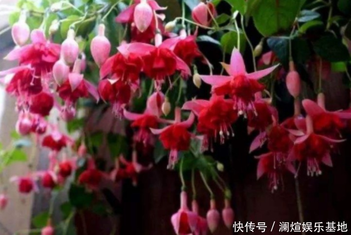 花市|买花时别听老板忽悠,这6种花真心不好养,新手基本养一盆死一盆