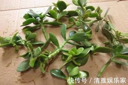 生根|长寿花剪下来的枝条别浪费,教你插土里,一年不用买花了!