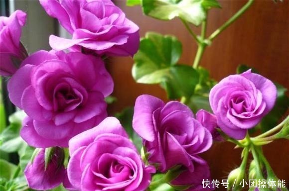 花色|此“花”一年开花好几次，花朵漂亮似玫瑰，养在阳台路人都夸美！