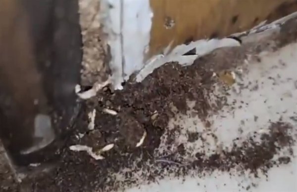 防治员|居民家中吊顶被白蚁吃空坍塌 该如何防范白蚁？