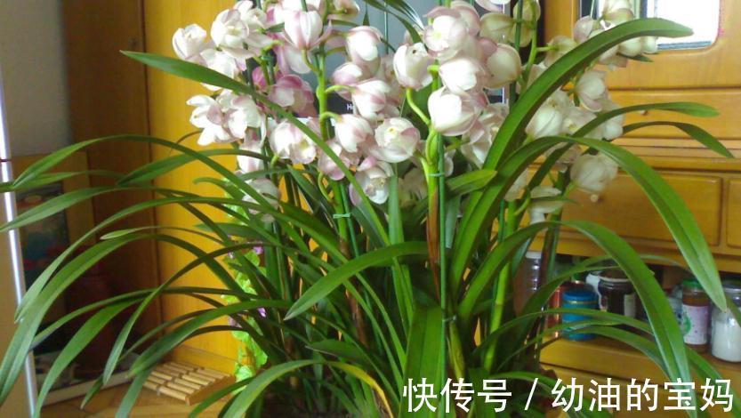 退休老夫妻传授经验:冬天暖房养兰花,抓住这3点很关键