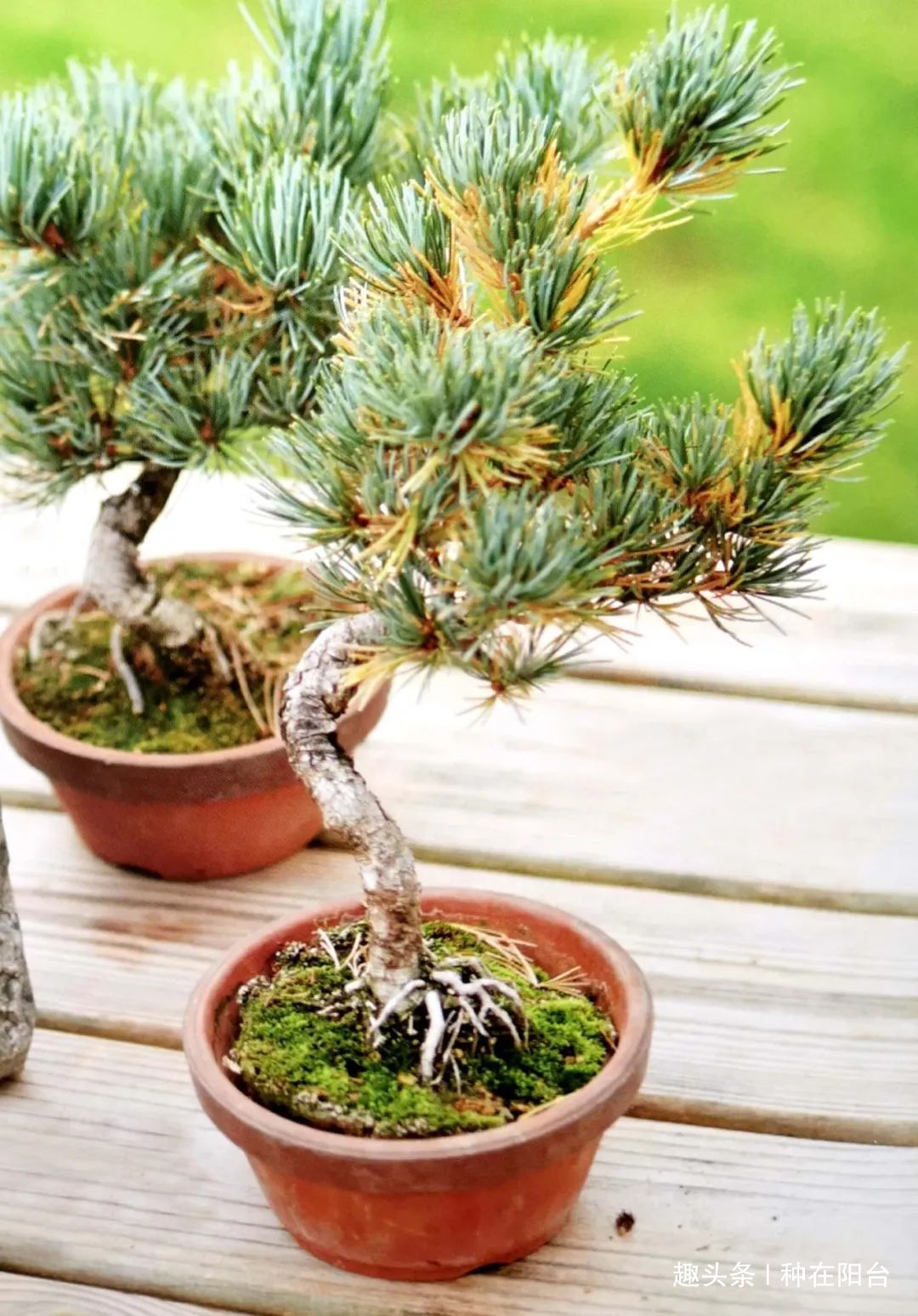 魅力|“岩石与树枝”一步步完美契合,叹服附石盆景的魅力无人能挡!