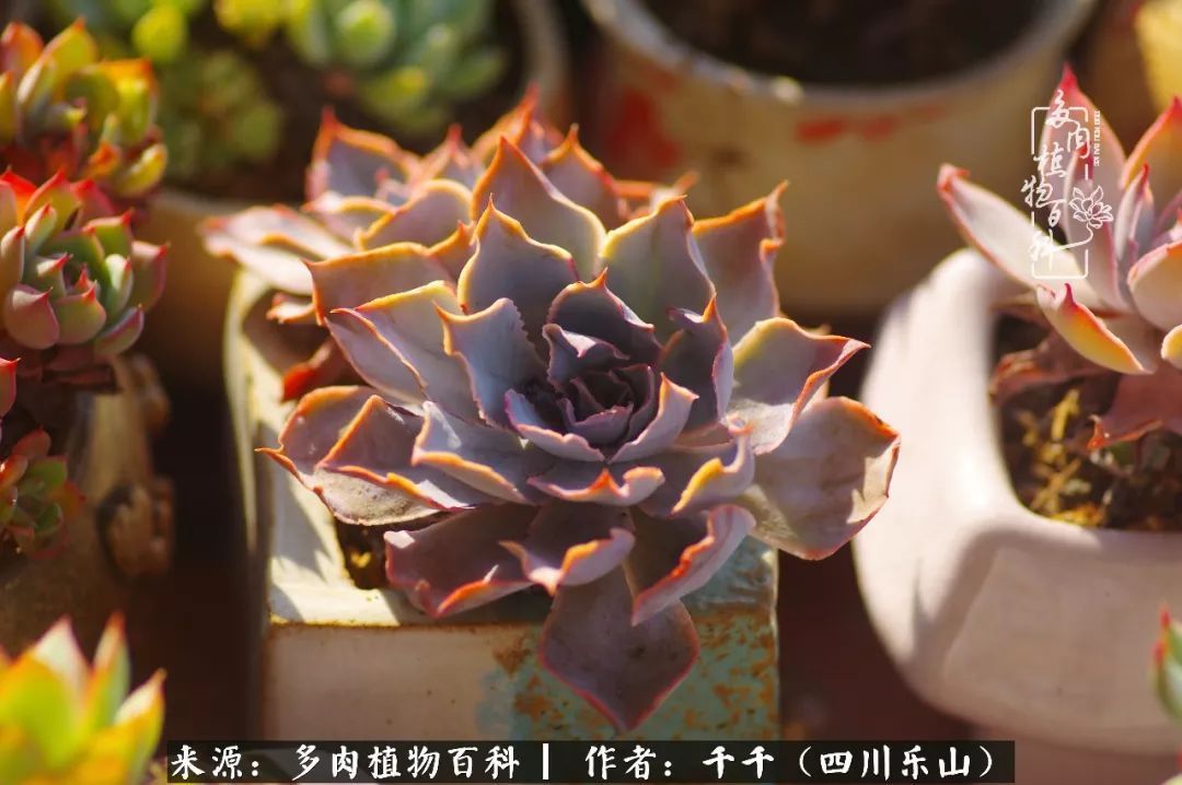 夏天日晒雨淋，秋老虎来势汹汹，你的多肉准备好逆袭了吗