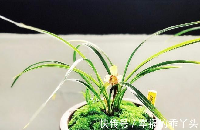 养兰花要懂得服盆和分苗,如果不懂,凭什么能养好