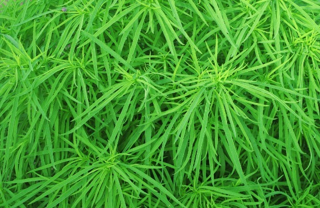 野菜|春天挖野菜,送你56种野菜大图片,带你见识不同的野菜和吃法