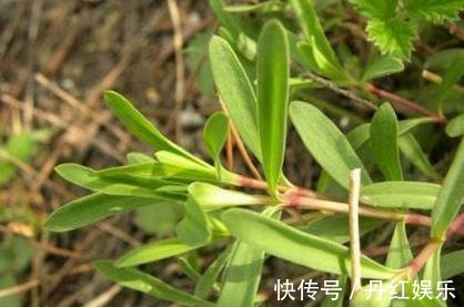 老中医|以下几种野菜,清热解毒,开胃润肠,老中医特别喜欢