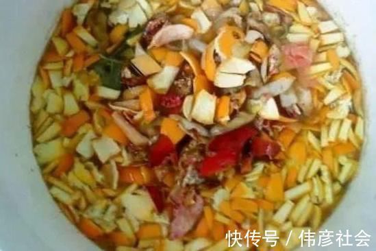 沤肥|吃剩的橘子皮先别扔,放盆里,花肥钱都省了,啥污染都没有!