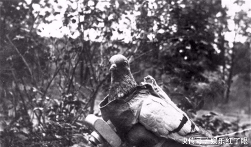 军鸽|二战中最“危险”的动物，抗日老兵：宁可停火，也要先把它击毙