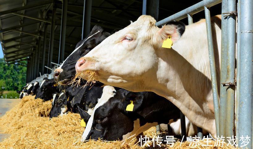 新生|犊牛腹泻的临床症状及防治,你了解多少,来这看看吧