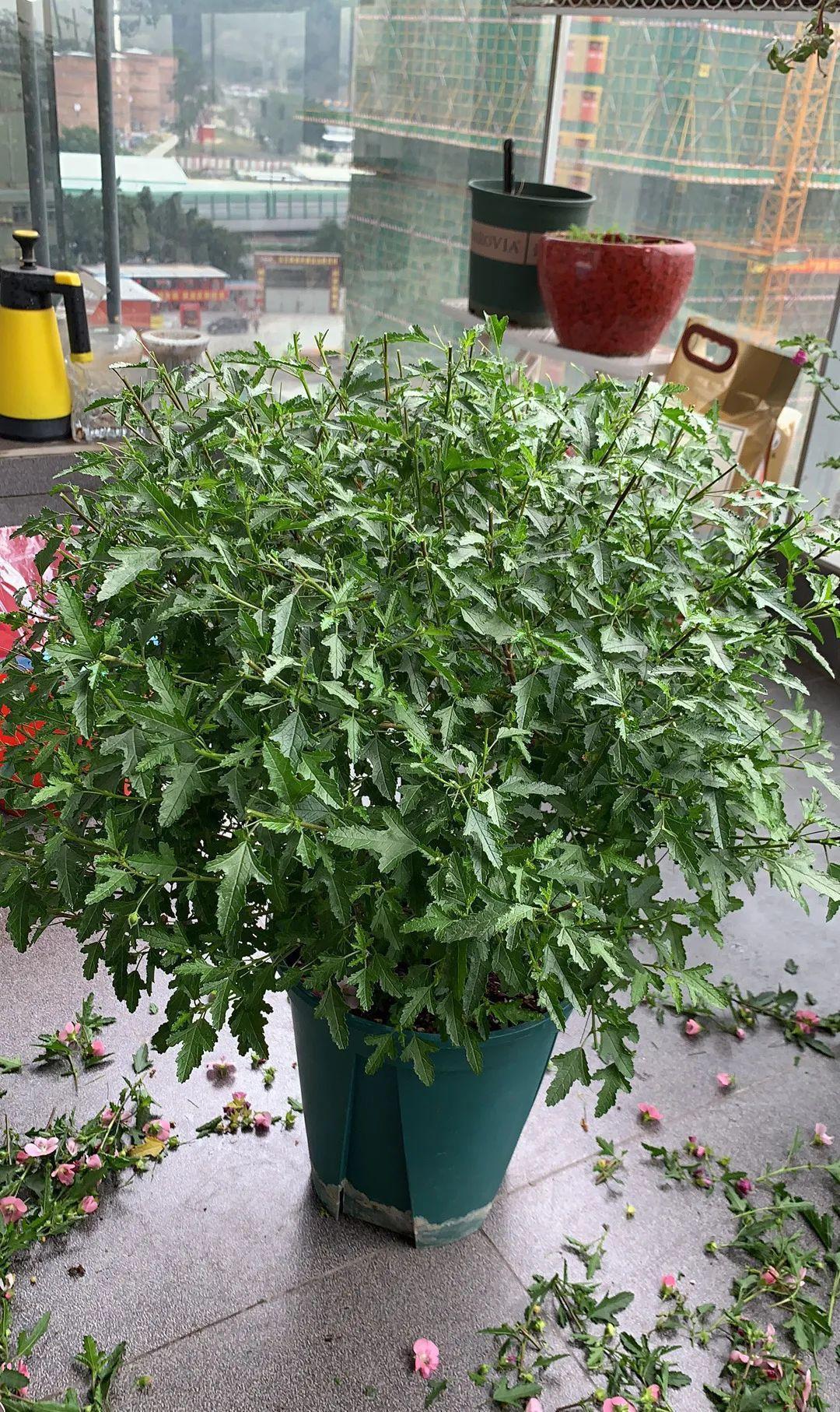 10种花，现在抓紧剪，更抗冻、好过冬！