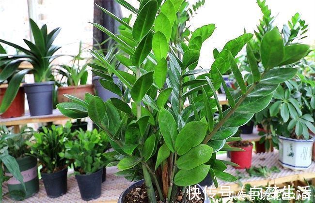 金钱树养不好？要了解它的“根”，浇水施肥掌控好，不烂根不黄叶