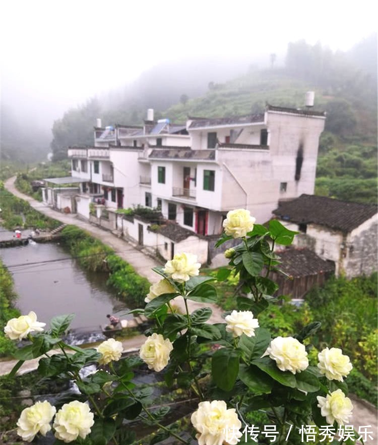 养茉莉，做好“三勤一懒”，茉莉呼呼冒花苞，开花开到深秋去！
