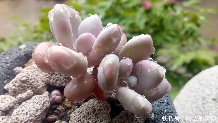 如莲似花,美好心情由你而始!